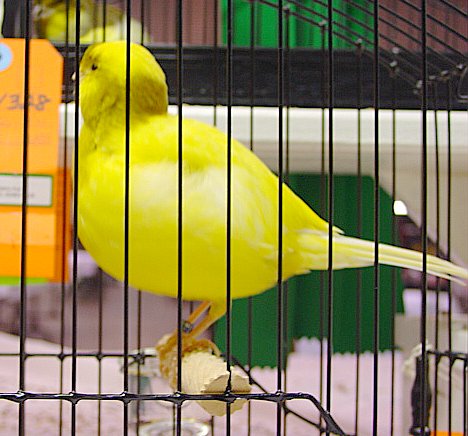 Published on 04/04/2011 in Border Fancy Canary ⋅ Full