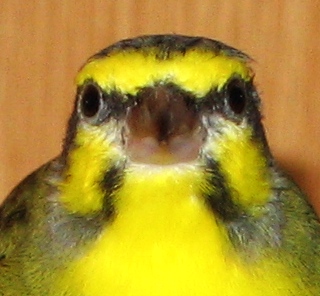 Burung Sanger Mozambik - Ajilbab.Com Portal